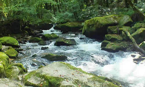 Golitha Falls in the Parish of St Neot